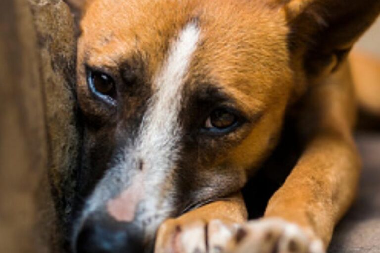 IMG_20112021_142057_10_x_15_Landscape_15.24_x_10.16_cm