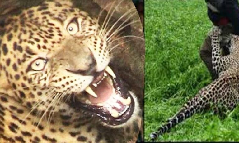 Leopard-Attack-in-Pauri-1200x720-1-1170x702