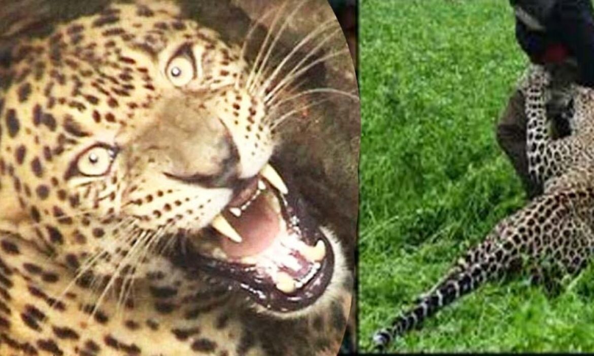Leopard-Attack-in-Pauri-1200x720-1-1170x702