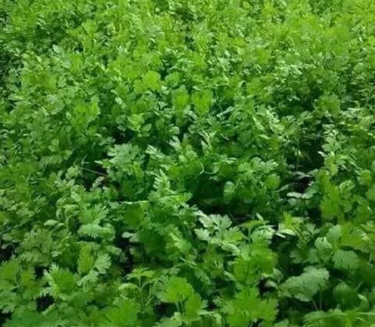 FB_IMG_1702870705811