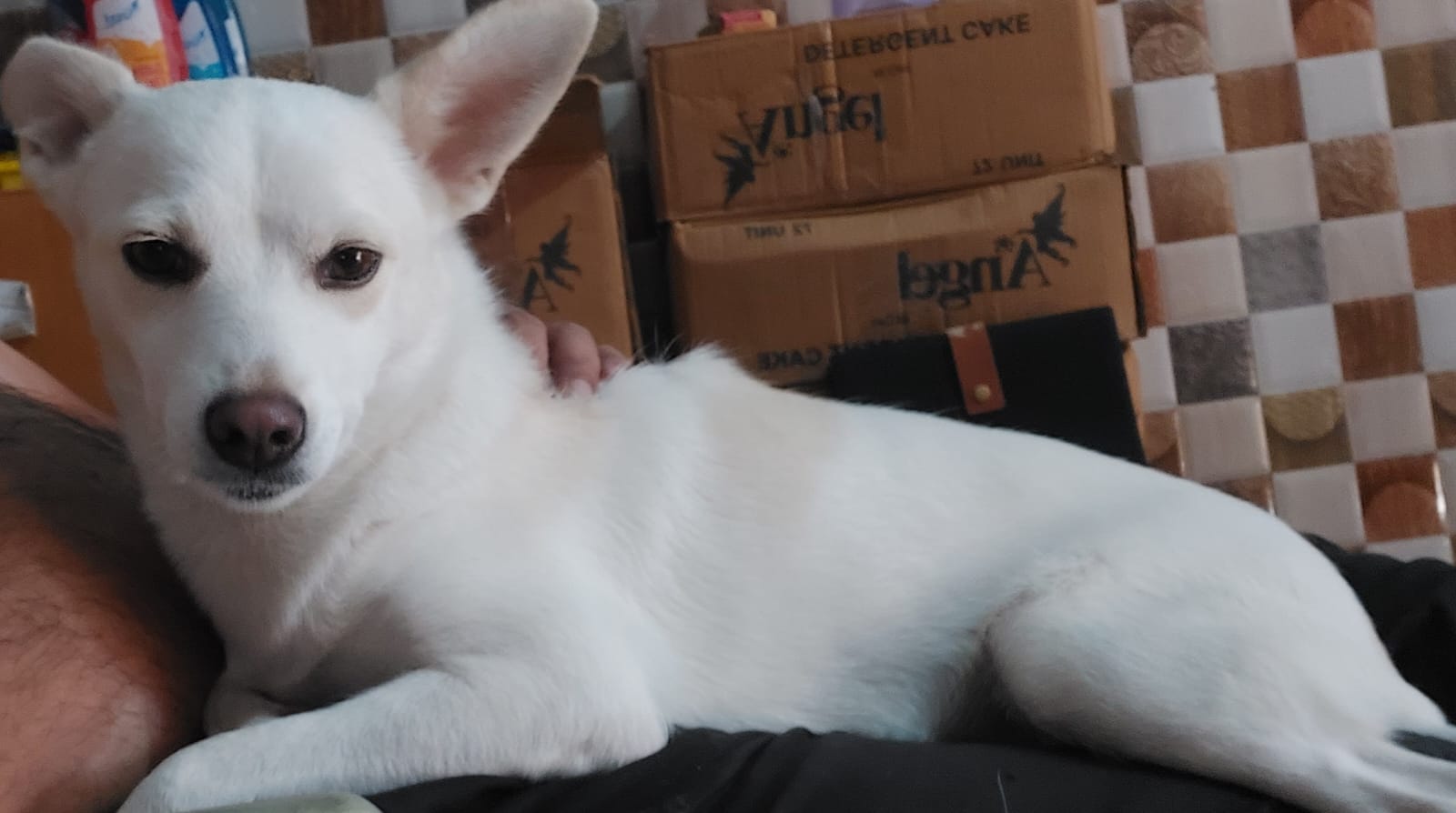 WhatsApp Image 2024-02-03 at 18.43.32